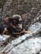 Chihuahua Puppies for sale in Millbury, MA, USA. price: $2,150
