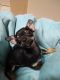Chihuahua Puppies for sale in Millbury, MA, USA. price: $1,975