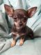 Chihuahua Puppies for sale in Millbury, MA, USA. price: NA