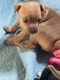 Chihuahua Puppies for sale in Zephyrhills, FL, USA. price: $700