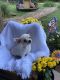 Chihuahua Puppies for sale in Shipman, VA 22971, USA. price: NA