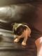 Chihuahua Puppies for sale in Terrell, TX 75161, USA. price: NA