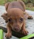 Chihuahua Puppies for sale in 137 Boyette Pond Rd, Pikeville, NC 27863, USA. price: NA