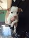 Chihuahua Puppies for sale in Spencer, IN 47460, USA. price: $600