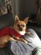 Chihuahua Puppies for sale in St Clair, MO 63077, USA. price: NA