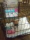 Chihuahua Puppies for sale in Ocala, FL, USA. price: $800