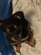 Chihuahua Puppies for sale in Marion, OH 43302, USA. price: $600