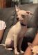 Chihuahua Puppies for sale in Berks County, PA, USA. price: $450