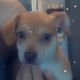 Chihuahua Puppies for sale in Dallas, GA 30157, USA. price: $400