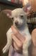 Chihuahua Puppies for sale in 11907 W Underwood Pkwy, Wauwatosa, WI 53226, USA. price: NA