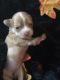 Chihuahua Puppies for sale in Lawrenceville, GA, USA. price: NA