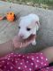 Chihuahua Puppies for sale in Pomona, CA, USA. price: $300