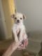 Chihuahua Puppies for sale in Indianapolis, IN, USA. price: NA