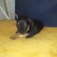 Chihuahua Puppies for sale in Satsuma, FL 32189, USA. price: $500