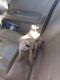 Chihuahua Puppies for sale in Colorado Springs, CO 80910, USA. price: $300