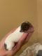 Chihuahua Puppies for sale in Claymont, DE 19703, USA. price: NA