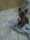 Chihuahua Puppies for sale in Zephyrhills, FL, USA. price: $300