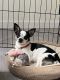 Chihuahua Puppies for sale in Gastonia, NC 28054, USA. price: NA