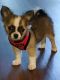 Chihuahua Puppies for sale in Murfreesboro, TN, USA. price: $1,800