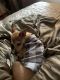 Chihuahua Puppies for sale in Brooklyn Park, MN, USA. price: $100