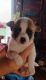 Chihuahua Puppies for sale in Angola, IN 46703, USA. price: NA