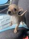 Chihuahua Puppies for sale in Addison, TX, USA. price: $400
