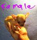 Chihuahua Puppies for sale in Newcomerstown, OH 43832, USA. price: $250