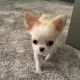 Chihuahua Puppies for sale in N Papageorgiou, Paphos, Cyprus. price: 850 EUR