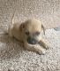 Chihuahua Puppies for sale in Pasco, WA 99301, USA. price: NA