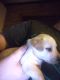 Chihuahua Puppies for sale in Dayton, TX 77535, USA. price: NA