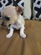 Chihuahua Puppies for sale in Youngstown, OH, USA. price: $400