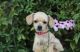 Chihuahua Puppies for sale in San Mateo, CA, USA. price: $800