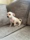 Chihuahua Puppies for sale in Pomona, CA, USA. price: $200
