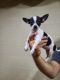 Chihuahua Puppies for sale in Sylva, NC 28779, USA. price: NA