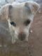 Chihuahua Puppies for sale in Brush, CO 80723, USA. price: NA