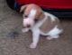 Chihuahua Puppies for sale in Yucca Valley, CA 92284, USA. price: NA