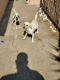 Chihuahua Puppies for sale in Rialto, CA 92377, USA. price: NA