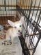 Chihuahua Puppies for sale in Syracuse, NY, USA. price: NA