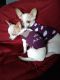 Chihuahua Puppies for sale in Charleston, IL 61920, USA. price: $900