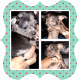 Chihuahua Puppies for sale in Auburn, CA 95603, USA. price: NA