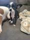 Chihuahua Puppies for sale in 1207 Baltimore St, Hanover, PA 17331, USA. price: NA