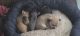 Chihuahua Puppies for sale in Sterling, NY 13156, USA. price: $1,000
