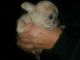 Chihuahua Puppies for sale in Stuart, IA 50250, USA. price: NA