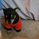 Chihuahua Puppies for sale in Shelby, AL 35143, USA. price: $200