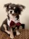Chihuahua Puppies for sale in Boiling Springs, SC 29316, USA. price: $2,000
