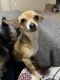 Chihuahua Puppies for sale in Lacey, WA, USA. price: NA