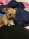 Chihuahua Puppies for sale in Jacksonville, FL, USA. price: NA