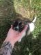 Chihuahua Puppies for sale in New Smyrna Beach, FL 32168, USA. price: $500