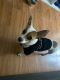 Chihuahua Puppies for sale in West Covina, CA 91791, USA. price: NA