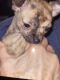 Chihuahua Puppies for sale in Gibsonton, FL, USA. price: NA